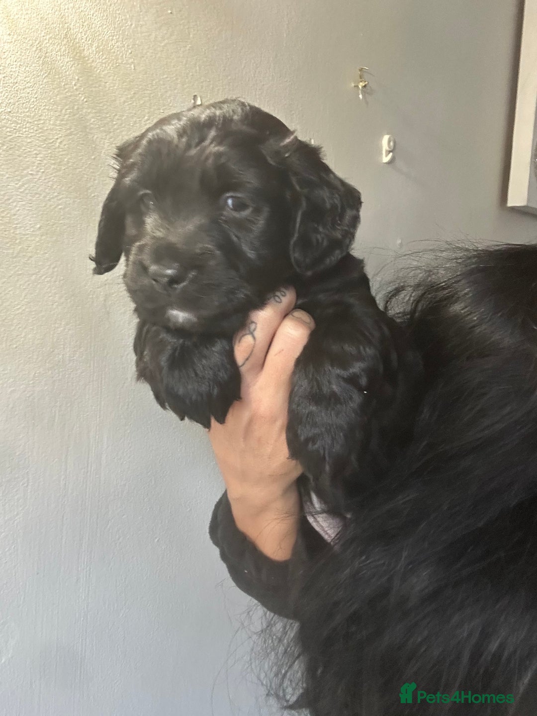 Mixed Breed dogs for sale: KC COCKER X MINI COLLIE PUPS  - Advert 7