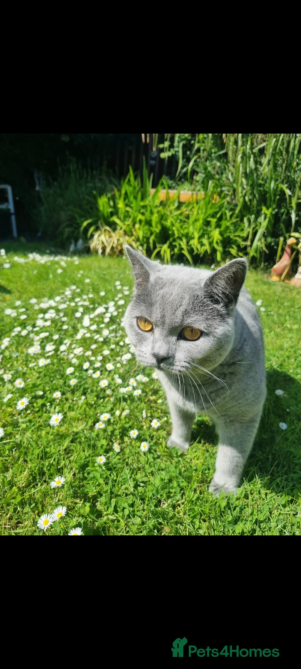 Russian Blue cats Cat looking for new home - Advert 1