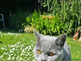 Russian Blue cats Cat looking for new home - Advert 1