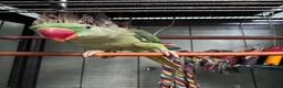 Parrots birds for sale: Alexandrine Parrot 1 year old in London - Advert 1