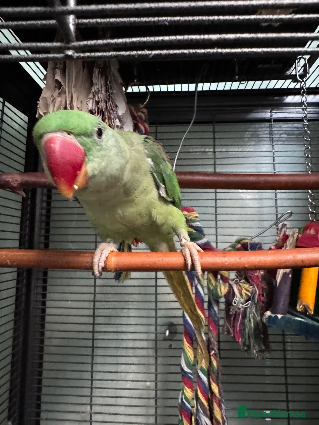 Parrots birds for sale: Alexandrine Parrot 1 year old in London - Advert 1