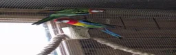 Parakeets birds for sale: A Pair of Eastern Rosellas  - Advert 3
