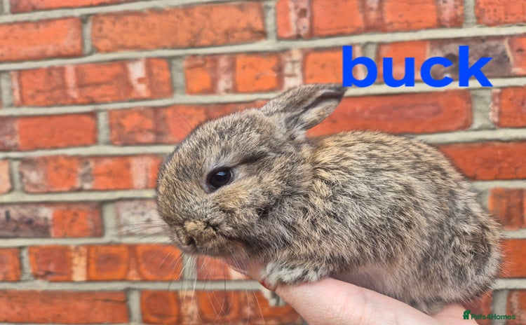Mini Lop rabbits - Advert 4