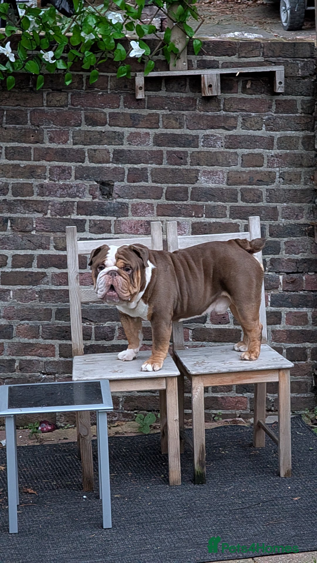 English Bulldog dogs for sale: Rolo  - Advert 1