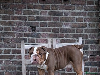 English Bulldog dogs Rolo - Advert 1