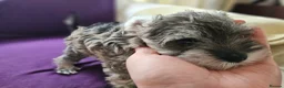 Miniature Schnauzer dogs for sale: Waiting list for KC reg Miniature Schnauzer pups   - Advert 4