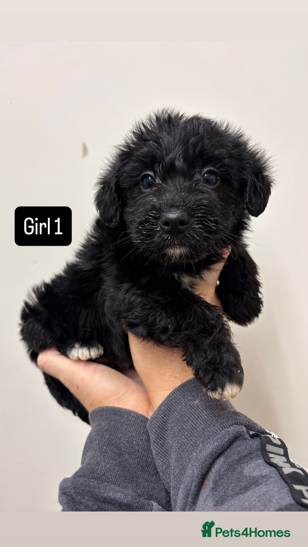 Jackapoo dogs for sale: KC Type jackapoo puppies ready to leave 3rd jan  - Advert 4