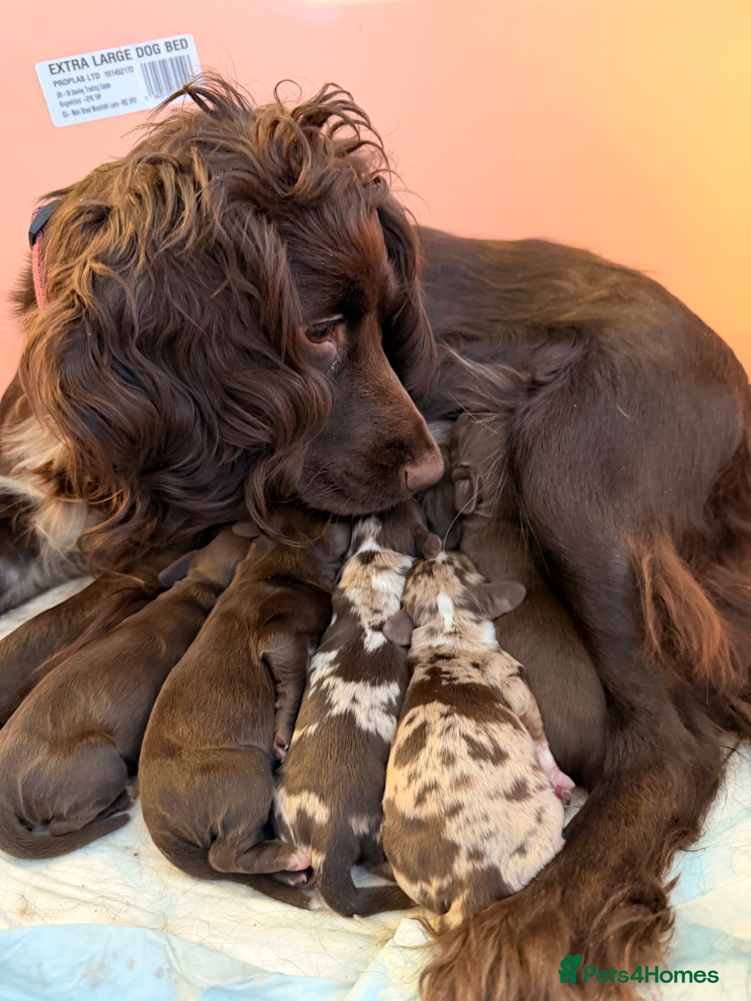 Cocker Spaniel dogs Working cockerspaniel puppies - Advert 1
