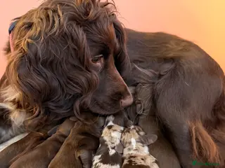 Cocker Spaniel dogs Working cockerspaniel puppies - Advert 3