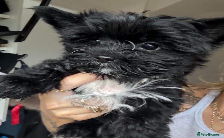 Yorkshire Terrier dogs Yorkshire terrier Black Biewer Ready To Leave ❣️❣️ - Advert 1