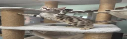 Bengal cats for sale: TICA REGISTERED BROWN ROSETTED BENGAL KITTENS  - Advert 13