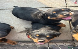 Rottweiler dogs for sale: Beautiful KC registered Rottweiler puppies  - Image 18