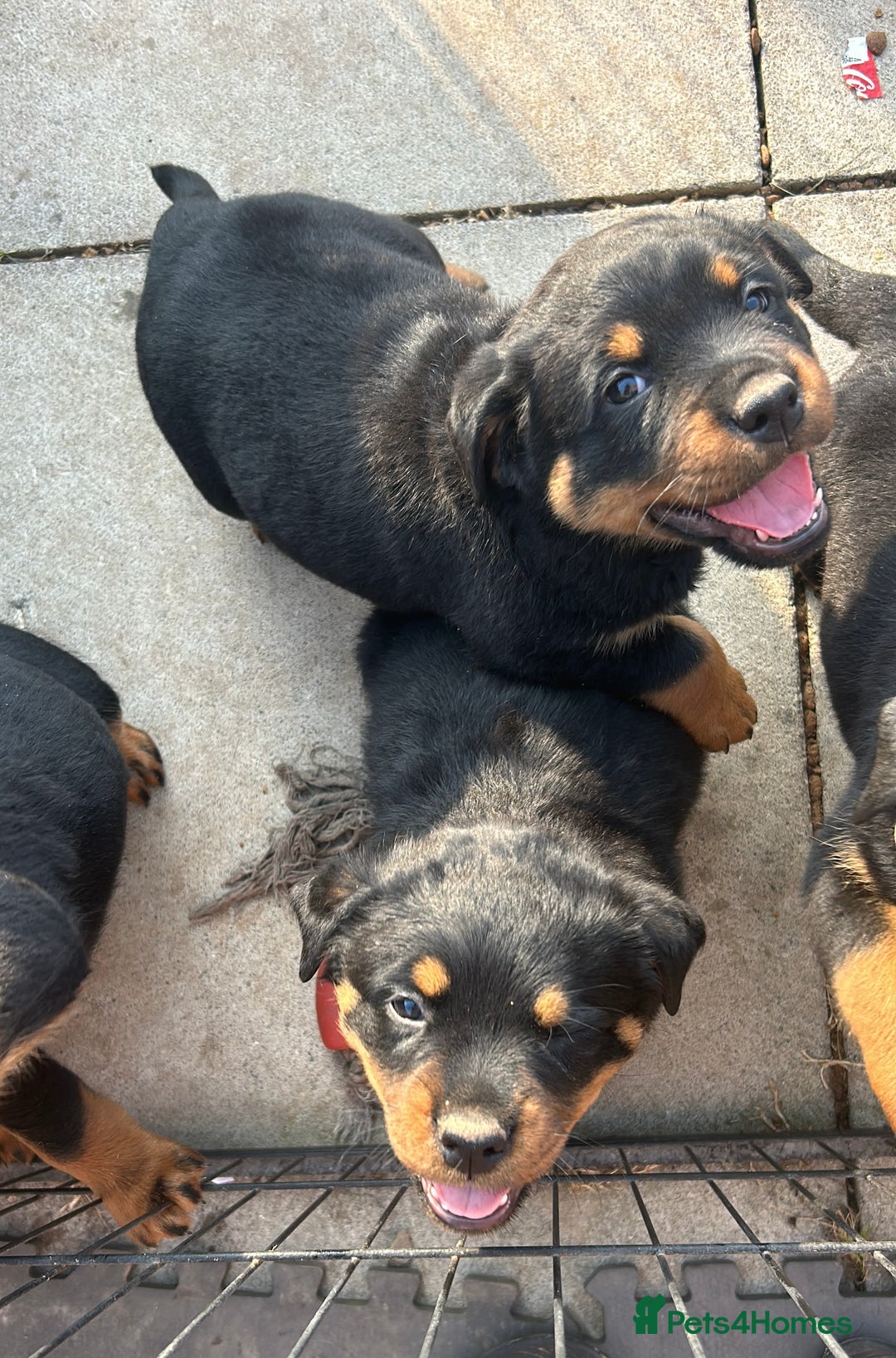 Rottweiler dogs for sale: Beautiful KC registered Rottweiler puppies  - Image 18