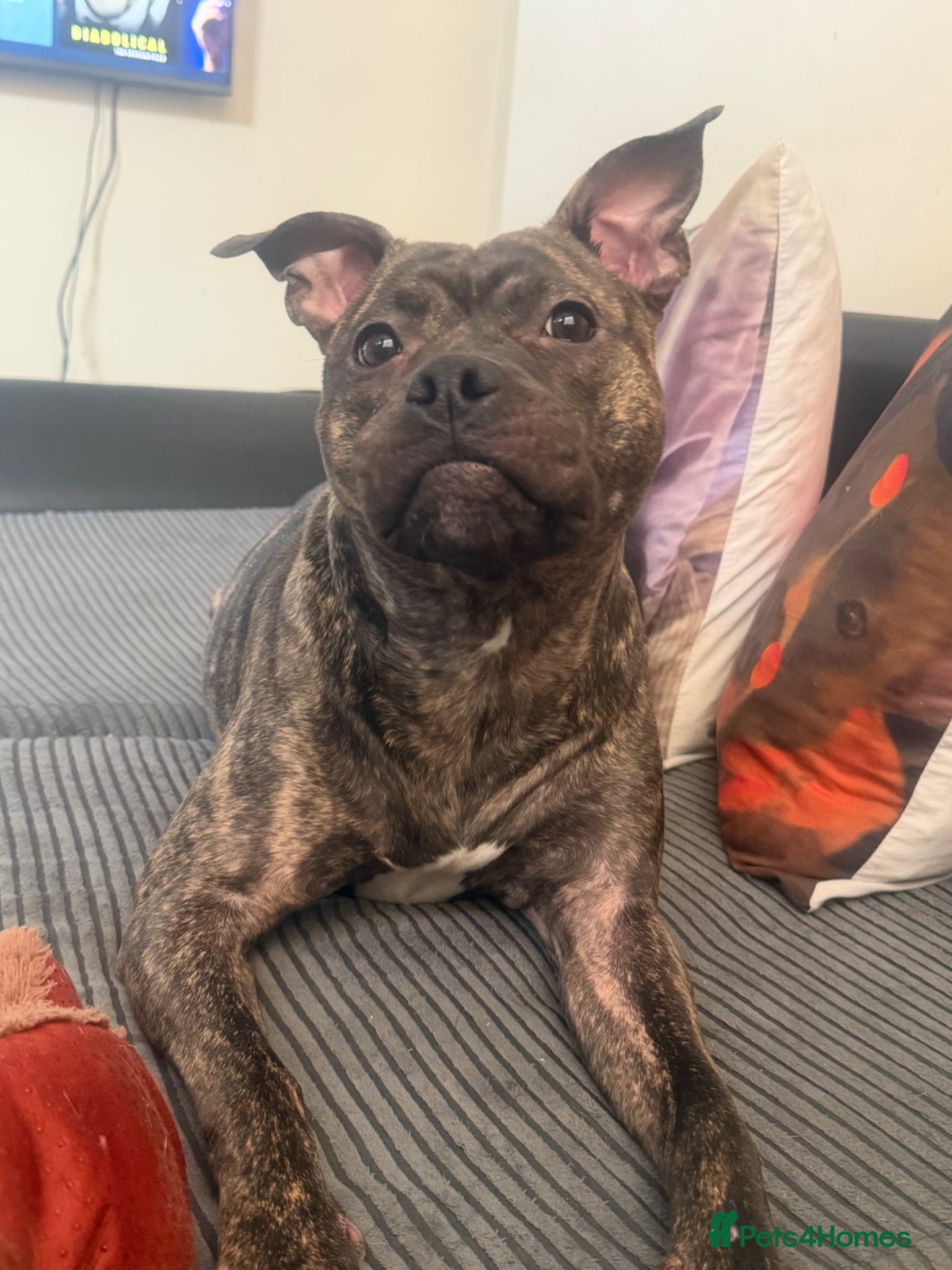 Staffordshire Bull Terrier dogs Staffordshire bull terrier female  - Advert 2