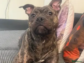 Staffordshire Bull Terrier dogs Staffordshire bull terrier female - Advert 1