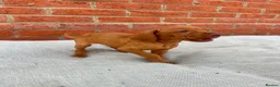 Hungarian Vizsla dogs for sale: KC registered Hungarian Vizsla puppies in Aberlour - Advert 11