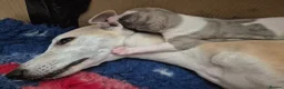 Whippet dogs for sale: Beautiful Whippet puppy's for sale - Advert 17