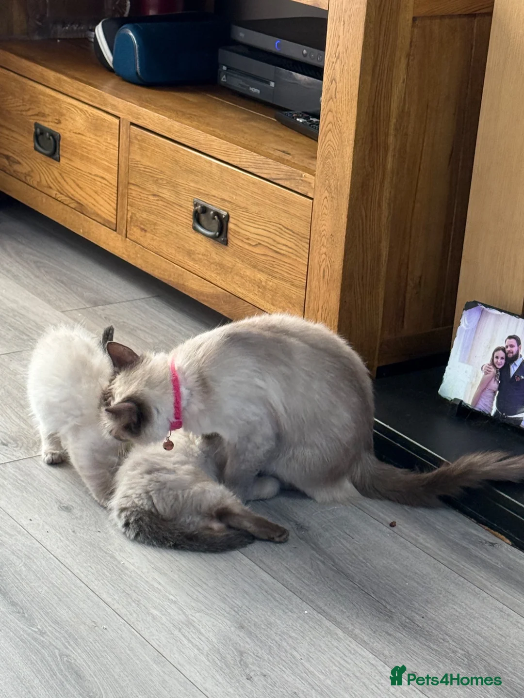 Ragdoll cats for sale: Stunning pure ragdoll kittens 10 weeks old - Advert 22