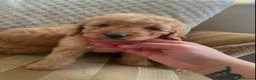 Cockapoo dogs for sale: Adorable Cockapoo Puppies in Chippenham - Advert 8
