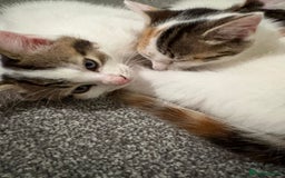 Mixed Breed cats for sale: Adorable Half-Manx Kittens 🐾 - Image 21