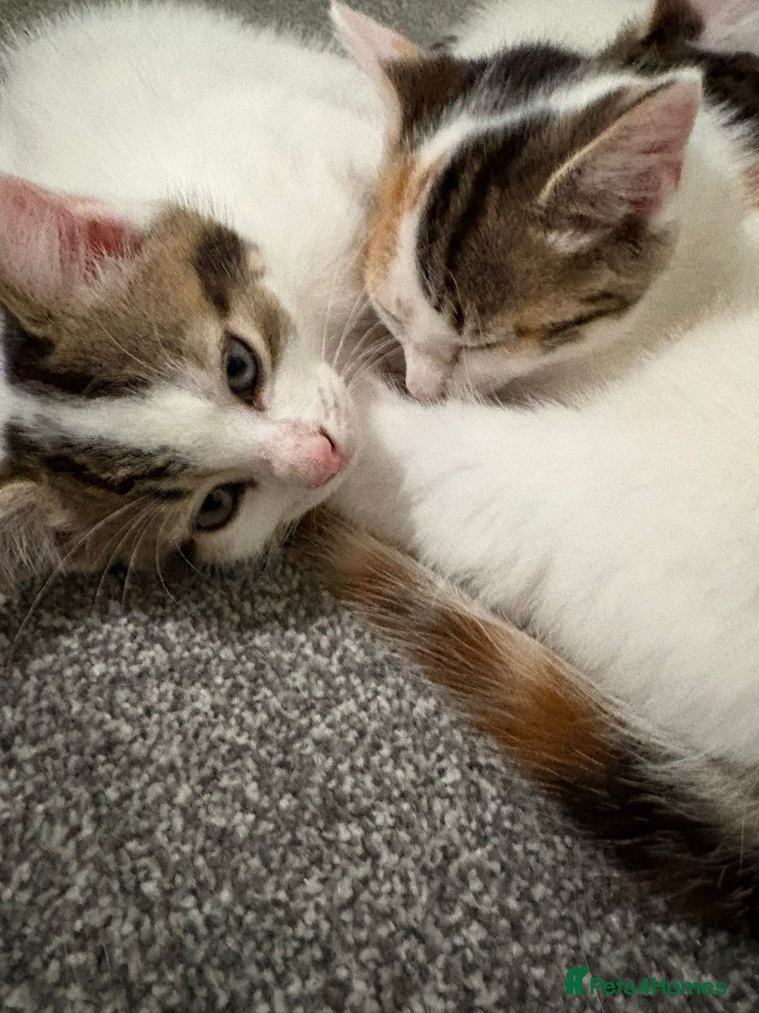 Mixed Breed cats for sale: Adorable Half-Manx Kittens 🐾 - Image 21