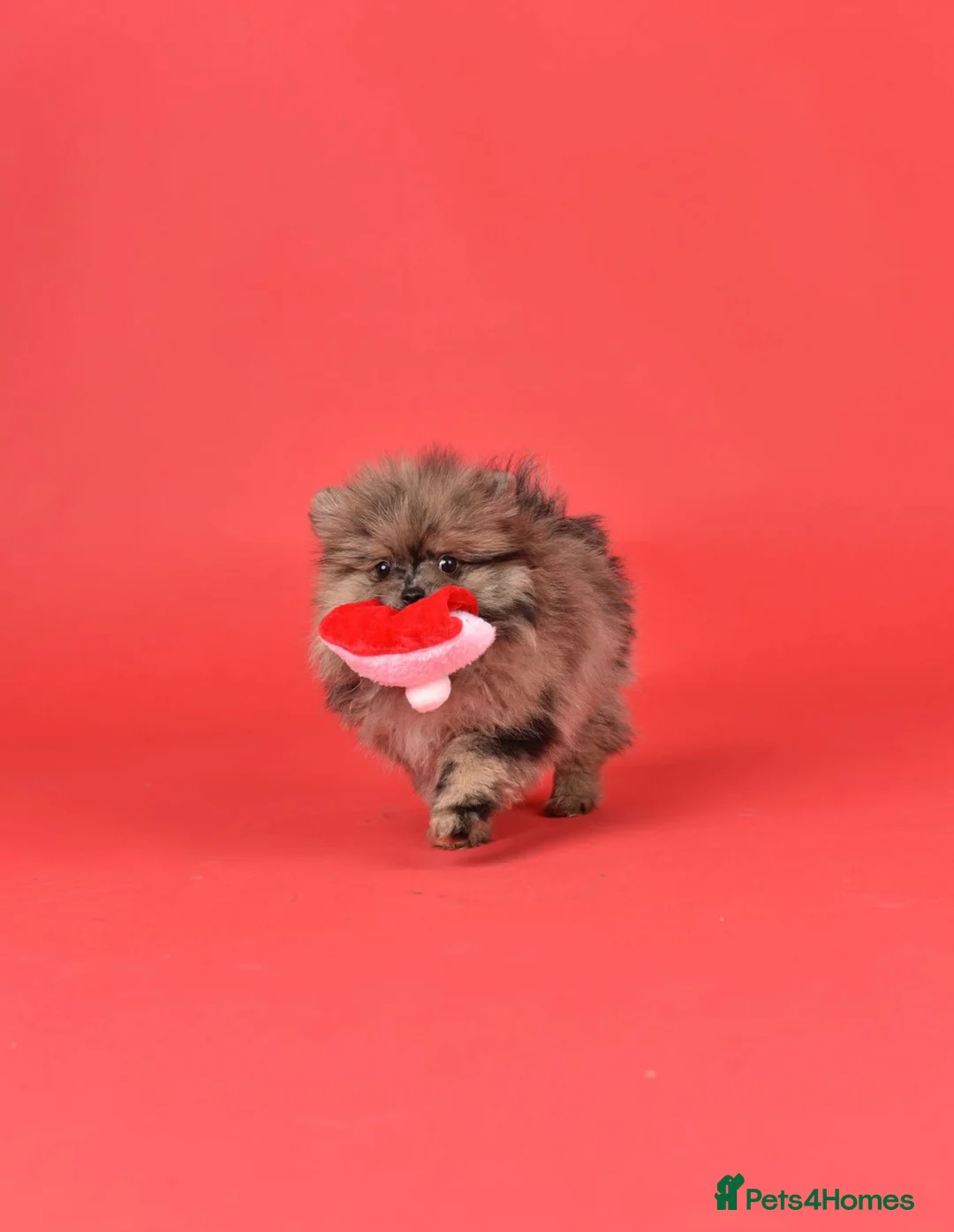 Pomeranian dogs for sale: PERFECT GIRL POMERANIAN 1.2kg Merle  - Advert 2