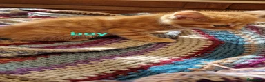 Mixed Breed Kitten 1