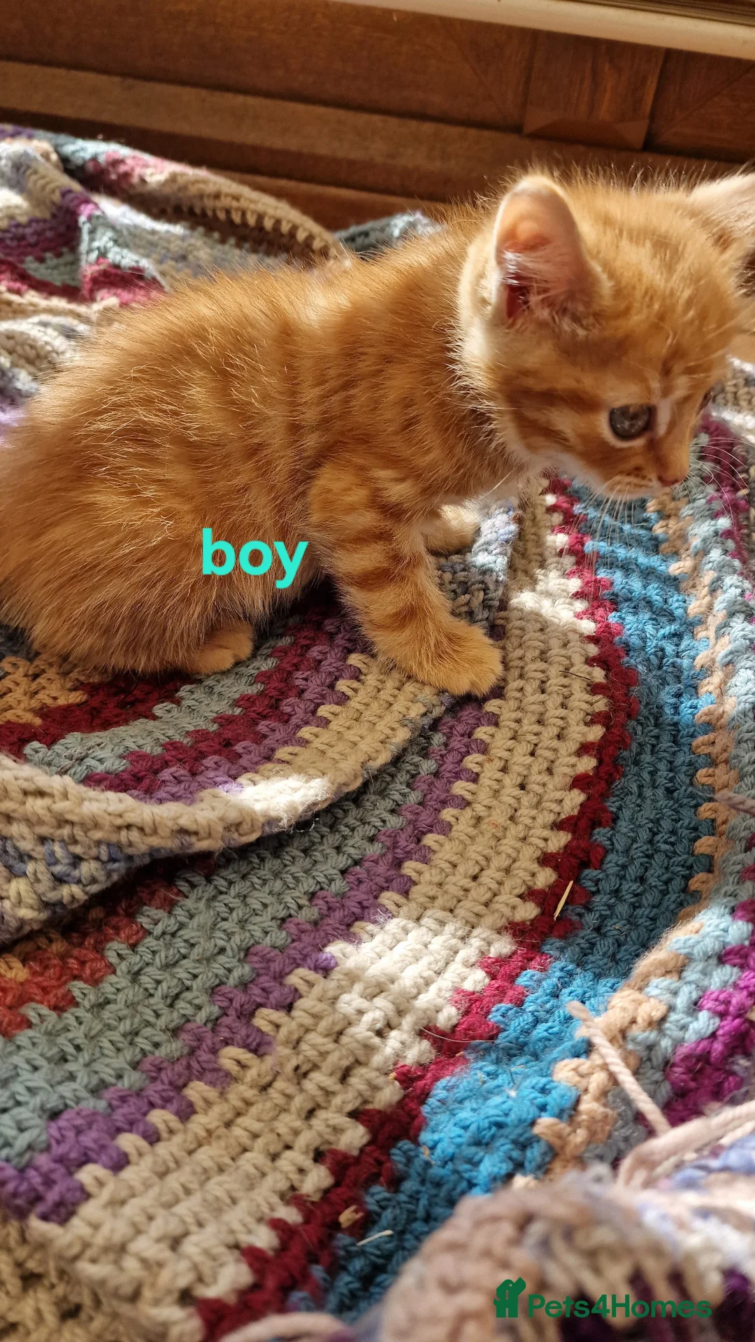 Mixed Breed cats for sale: KITTENS ALL READY TO GO  - Advert 2