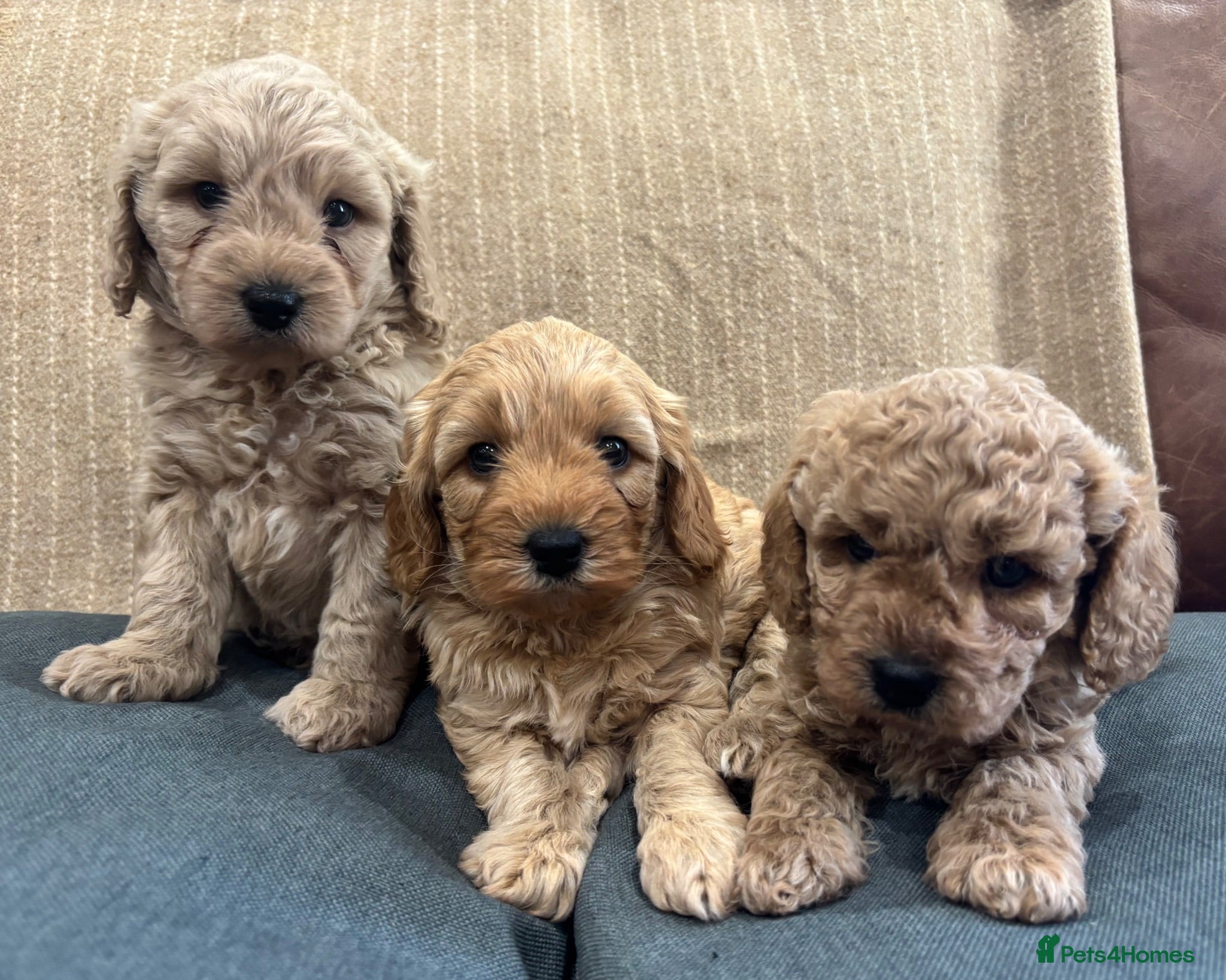 Cavapoochon dogs Beautiful Cavapoochon Puppies - Advert 2