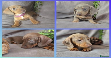 Miniature Dachshund dogs - Advert 15