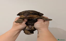 Cavapoo dogs for sale: F1 Cavapoos - Parents DNA Health Tested  - Advert 9