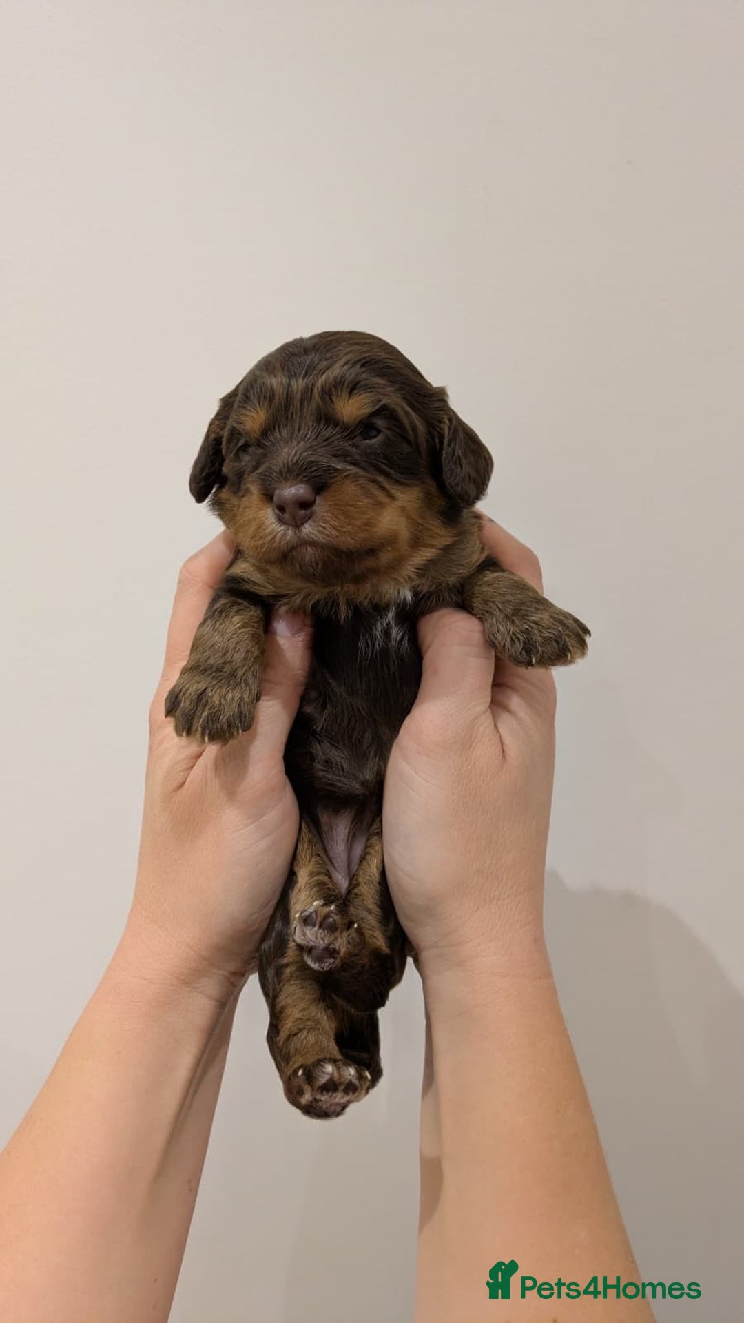 Cavapoo dogs for sale: F1 Cavapoos - Parents DNA Health Tested  - Advert 9