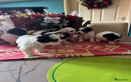 Bichon Frise dogs for sale: Bichon Frise X Bichon Havanez  - Image 18