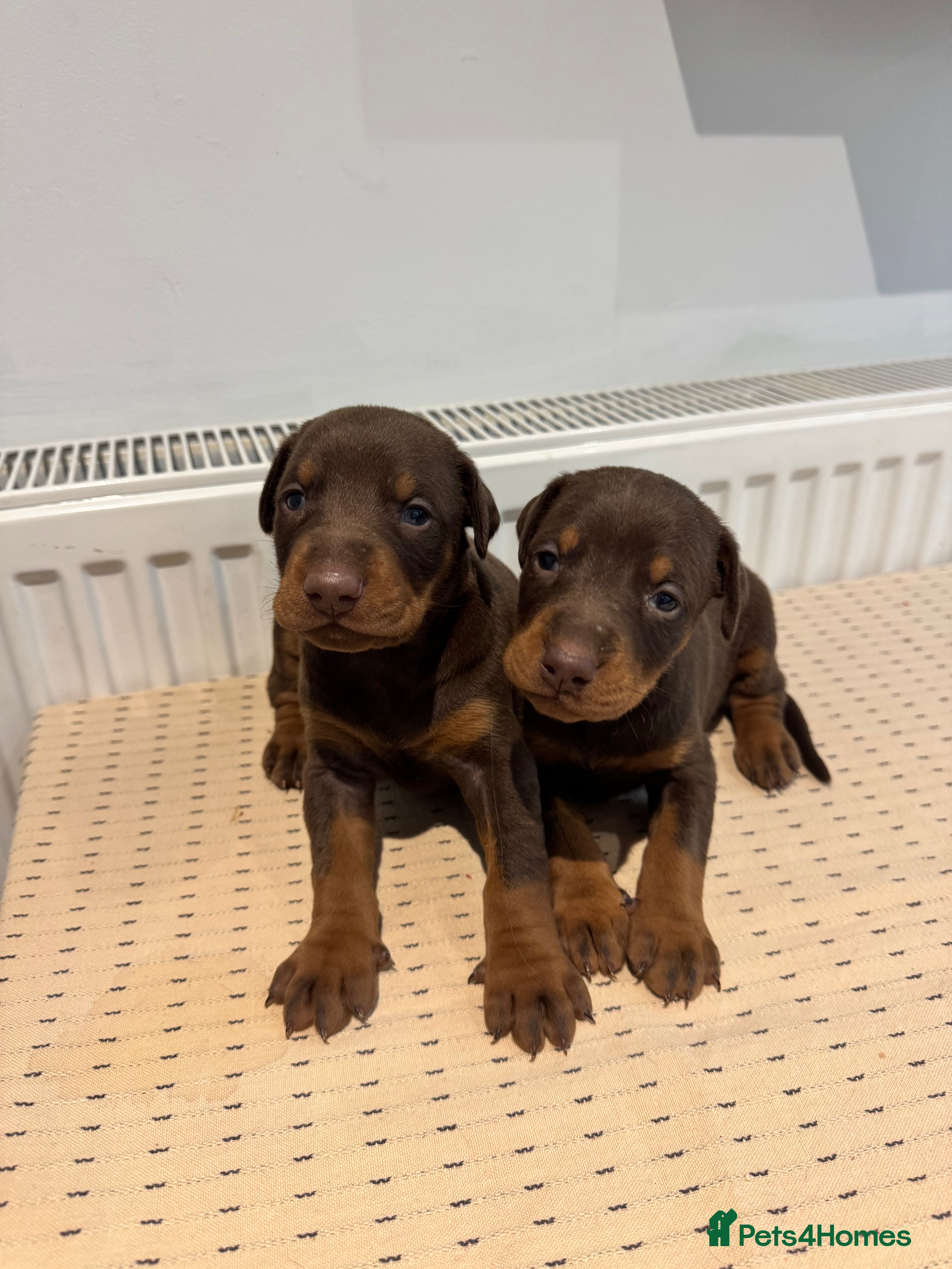 Dobermann dogs KC Registered Brown and tanned Doberman puppies  - Advert 4