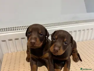 Dobermann dogs KC Registered Brown and tanned Doberman puppies - Advert 4