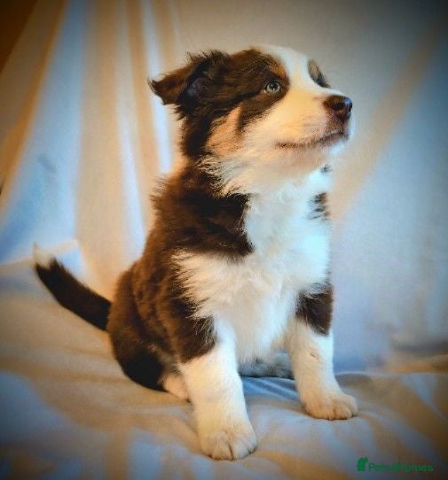 Border Collie dogs Border Collie Puppies Ready August 1st - Advert 1