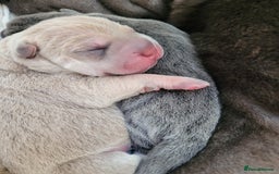 Shar Pei dogs for sale: Shar Pei Puppies - Image 12