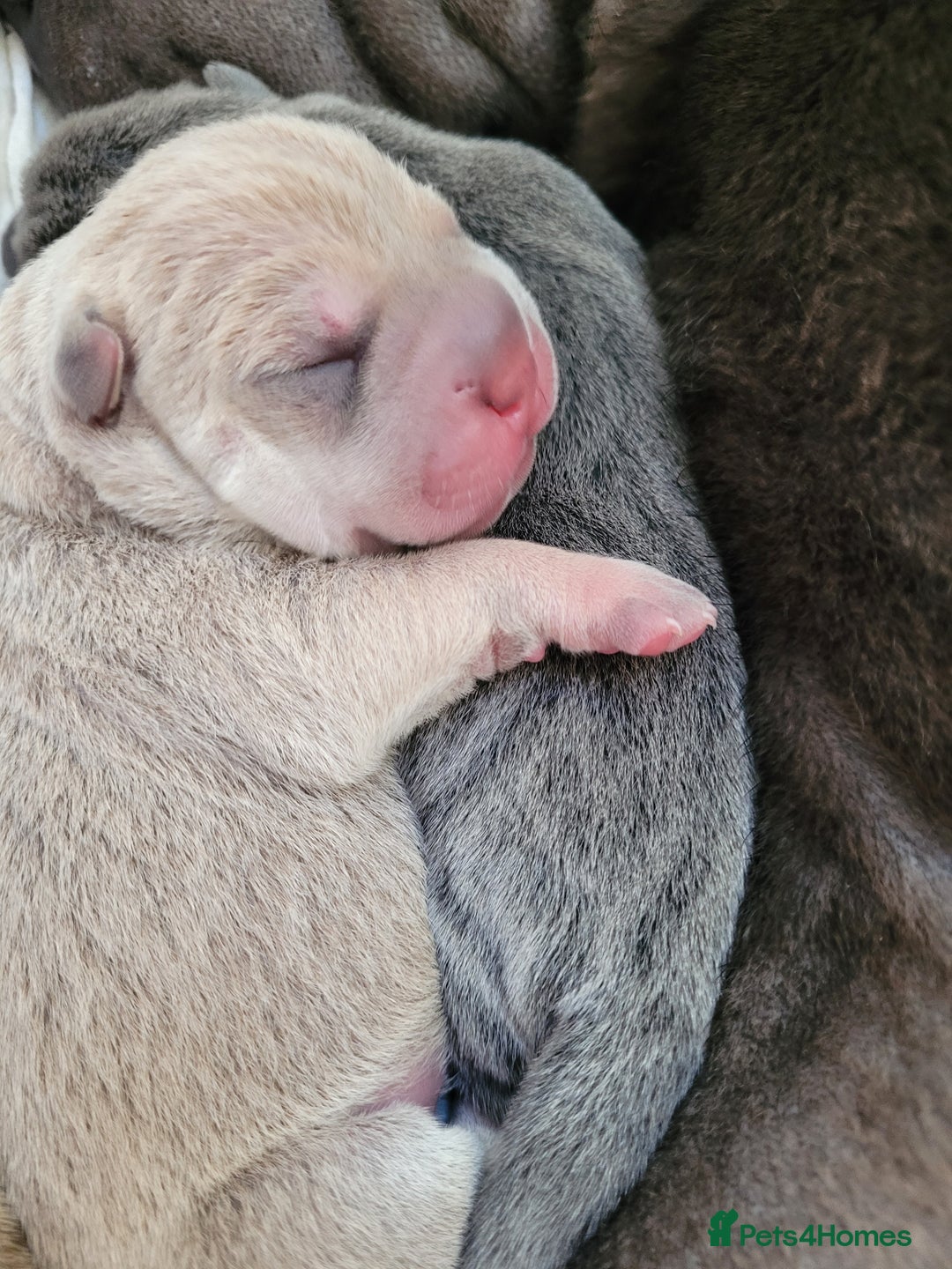 Shar Pei dogs for sale: Shar Pei Puppies - Image 12