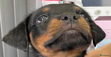 Rottweiler dogs - Advert 1
