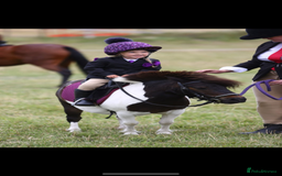 Shetland pony horses for sale: Rocco mini Shetland gelding 8hh - Image 4