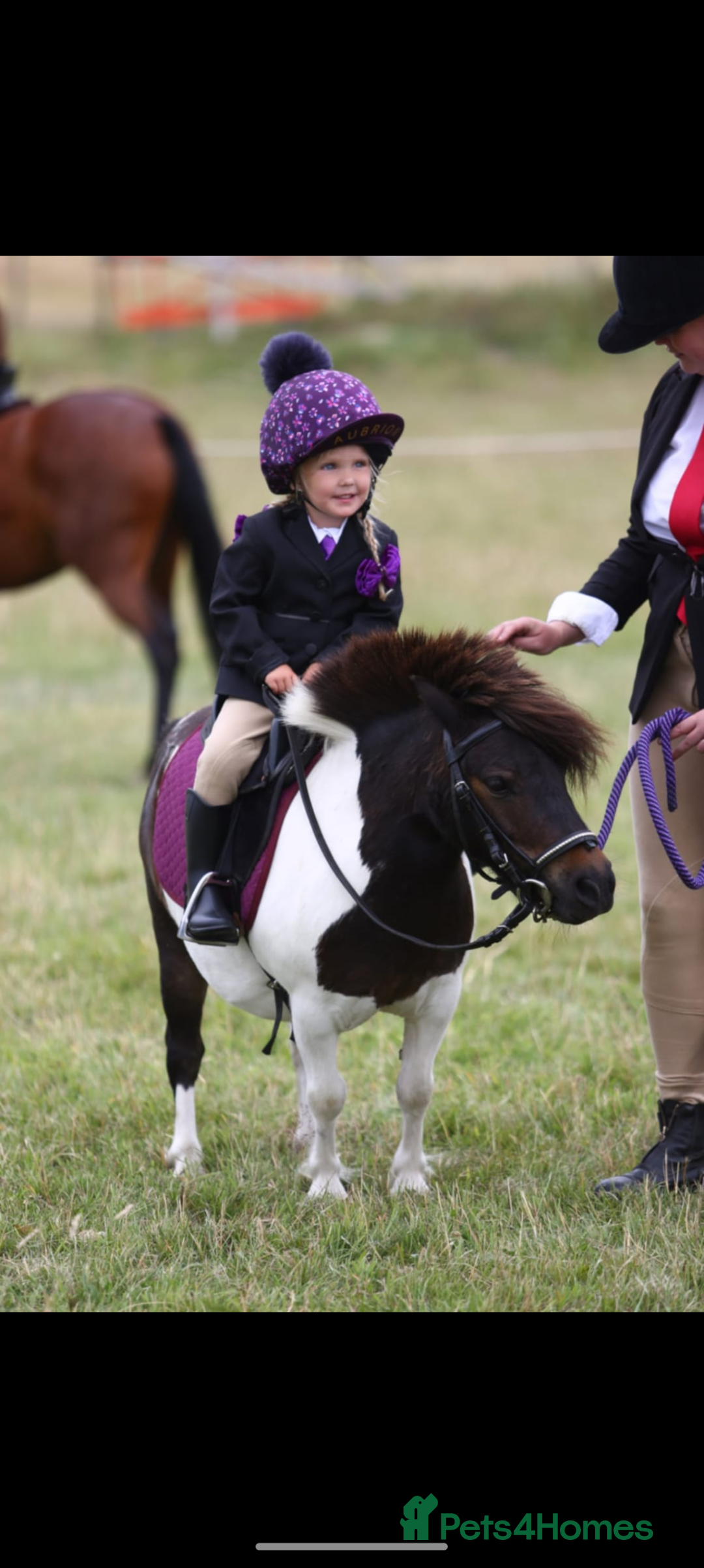 Shetland pony horses for sale: Rocco mini Shetland gelding 8hh - Image 4