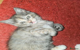 Mixed Breed cats for sale: Quarter persian fluffy kittens for sale - Image 17