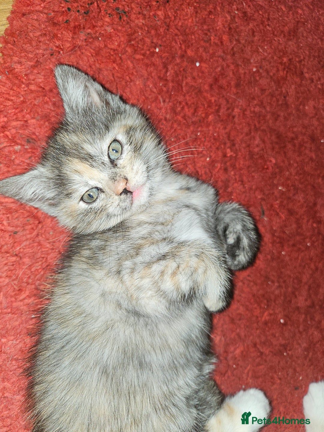 Mixed Breed cats for sale: Quarter persian fluffy kittens for sale - Image 17