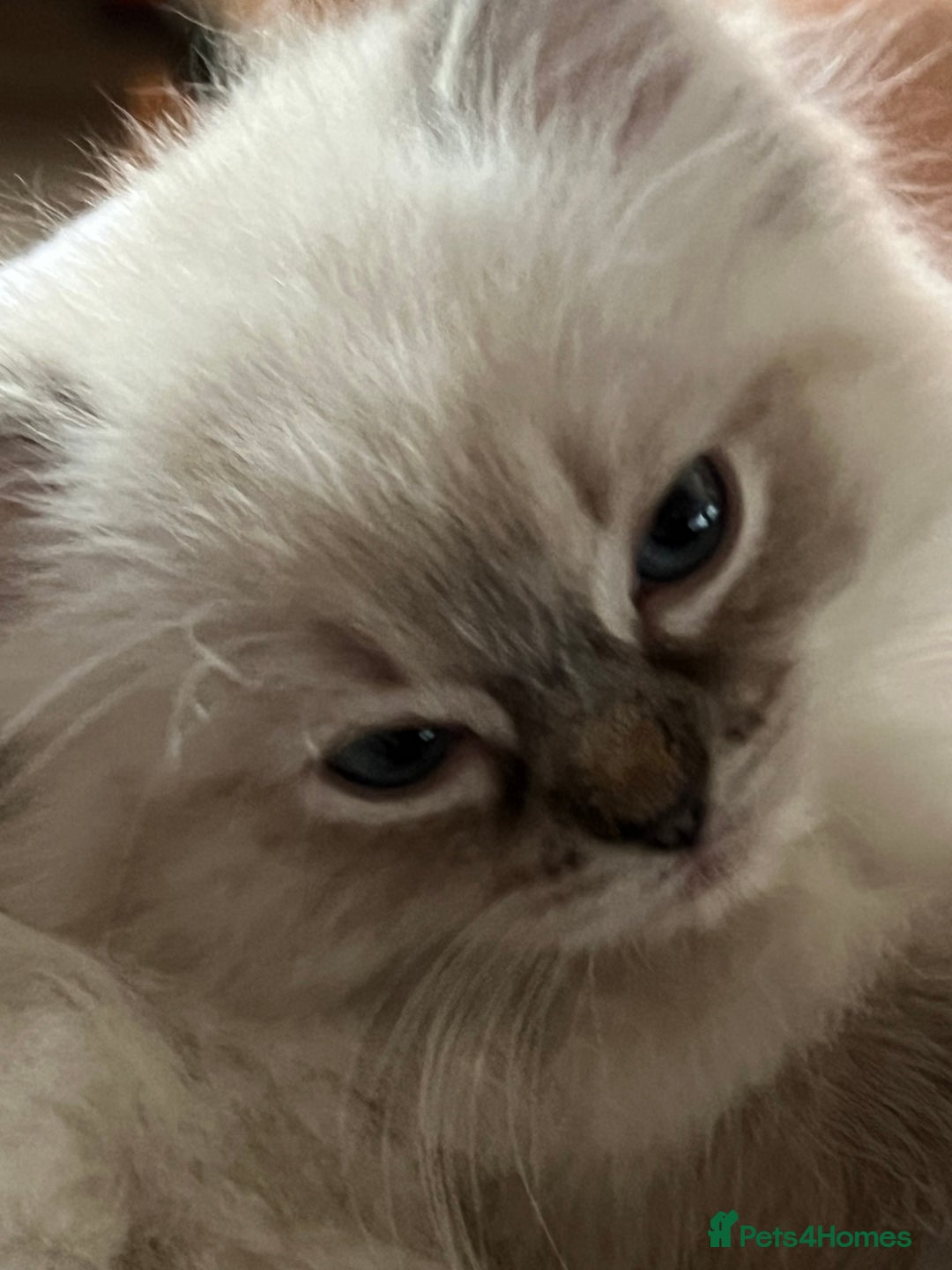 Ragdoll cats for sale: GCCF Ragdoll Kittens. Champion lines  - Advert 20