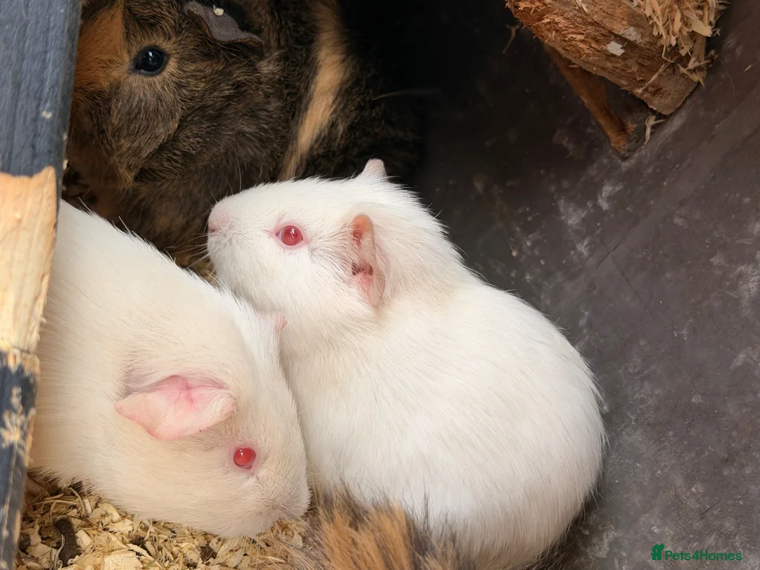 Guinea Pig rodents for sale: 2 brothers for sale - Advert 2