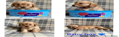 Baby boy