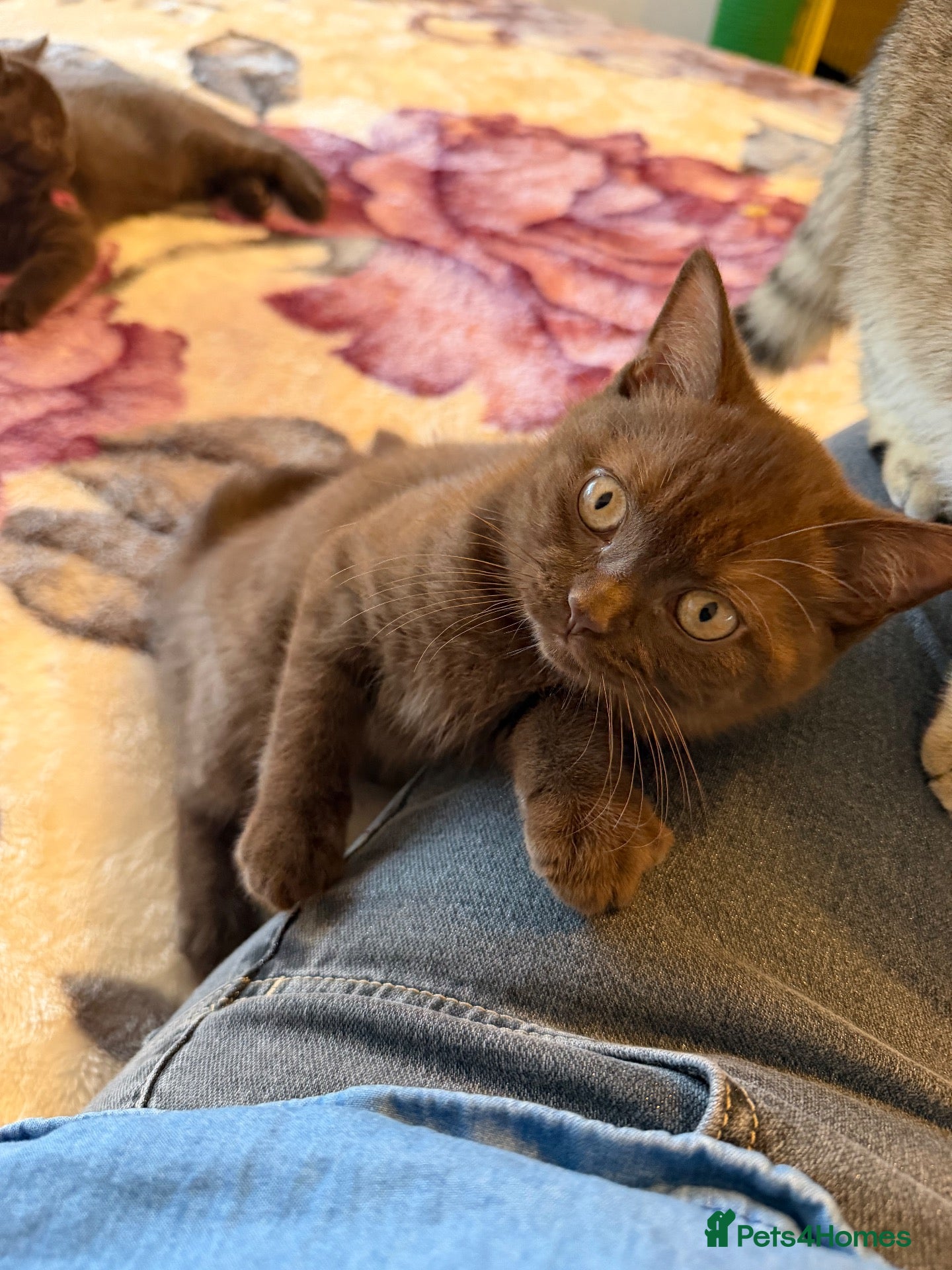 British Shorthair cats Tica registered BSH kittens ready for new parents! - Advert 1