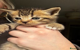 Mixed Breed cats for sale: Beautiful cross mixed breed bengal/tabby kittens  - Image 10