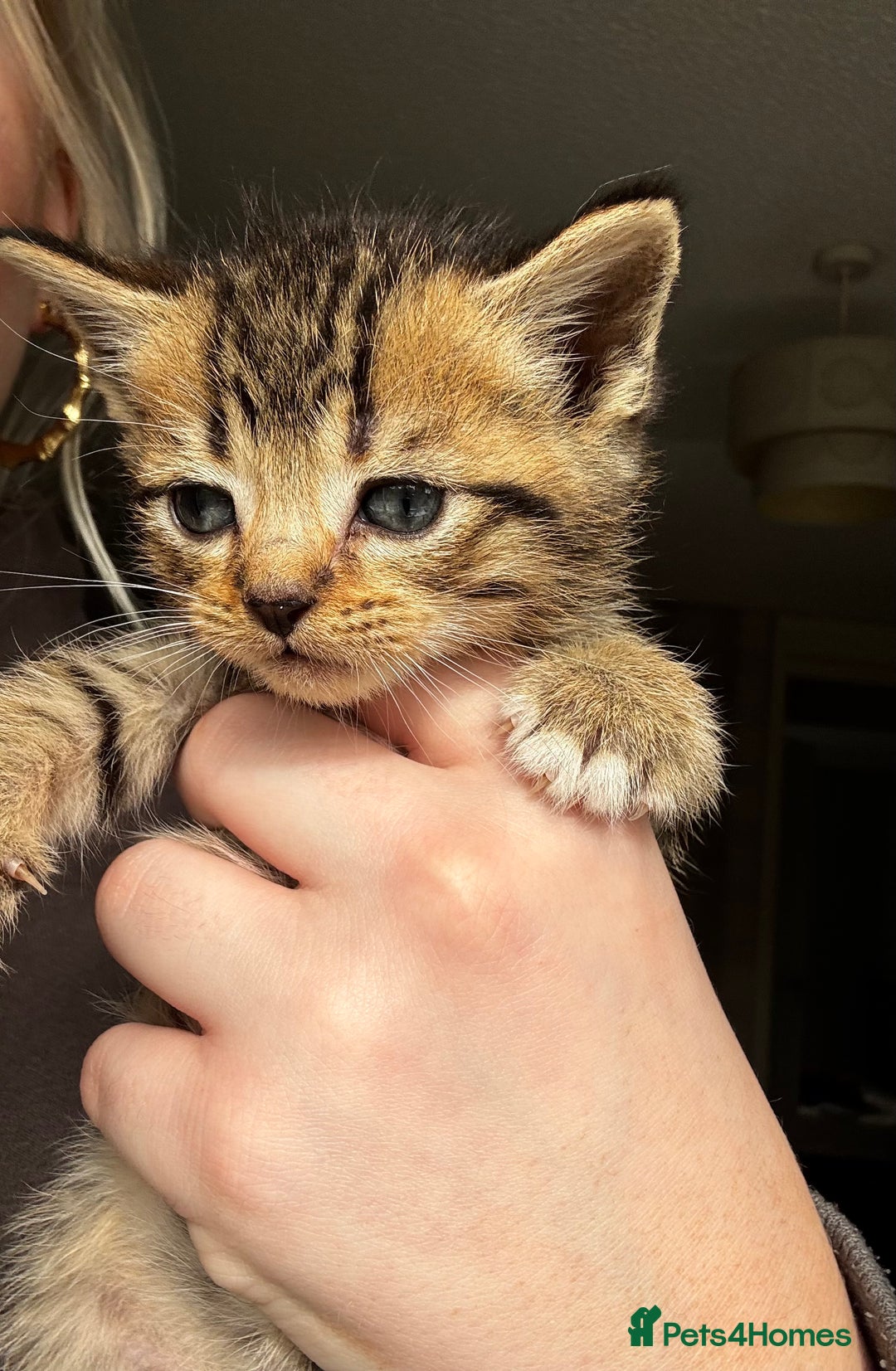 Mixed Breed cats for sale: Beautiful cross mixed breed bengal/tabby kittens  - Image 10