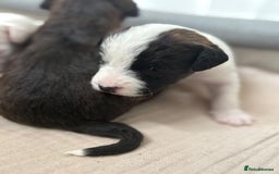 Mixed Breed dogs for sale: Jack Russel x Cockapoo Puppies - Image 30